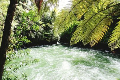 River flowing through forest