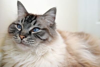 Close-up portrait of cat at home