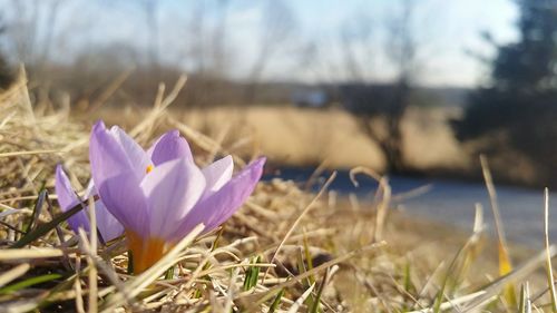 Close-up of crocus blooming on field