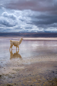 Dog running at beach