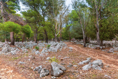 Scenic view of stream in forest