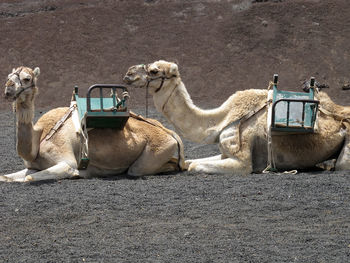 Two camels sat in desert