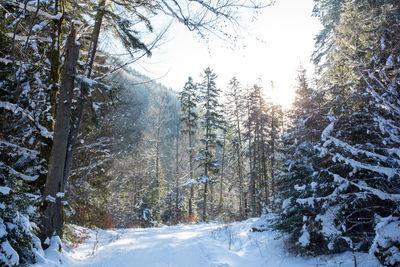 Trees in forest during winter