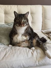 Portrait of cat lying on sofa