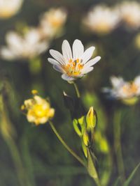 Close-up of white flowering plant