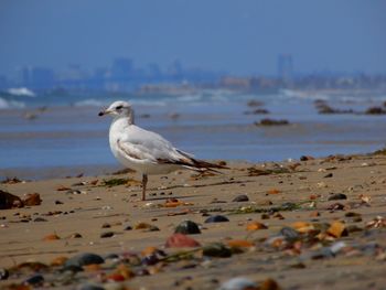 Seagull perching on a beach