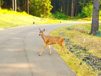 View of deer on road