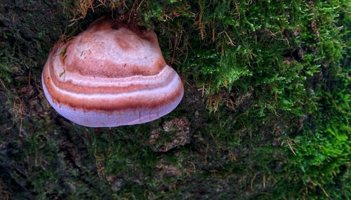 High angle view of mushroom growing on field