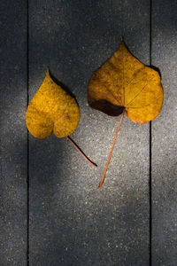 Close-up of yellow maple leaves