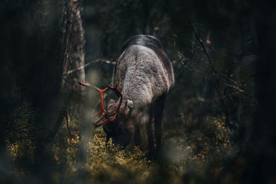 View of reindeer on tree trunk