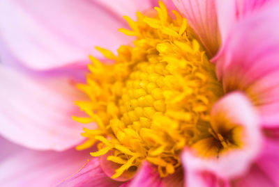 Close-up of fresh pink flower blooming outdoors