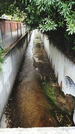 Wet walkway amidst plants