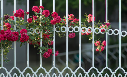 Close-up of pink flowering plants