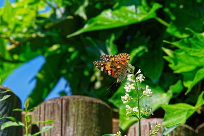 Close-up of butterfly pollinating on flower