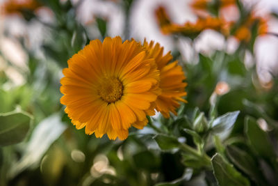 Close-up of orange flowering plant