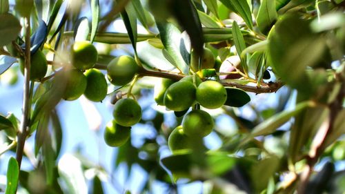 Low angle view of fruits growing on tree