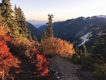 Autumn tree by mountain against sky