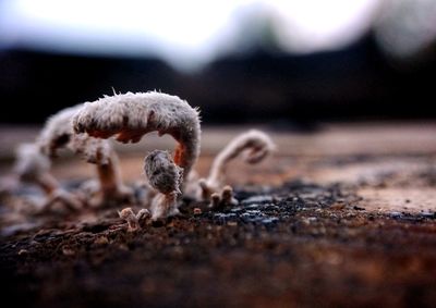 Close-up of mushroom growing on land