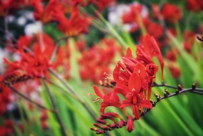 Close-up of red flowering plant