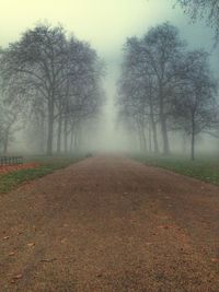 Trees in foggy weather