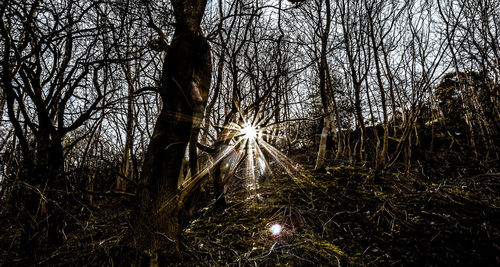 Low angle view of bare trees in forest