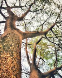 Low angle view of bare tree against sky