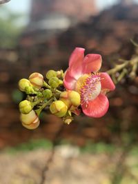 Close-up of pink flowering plant