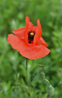 Close-up of red poppy flower