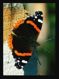 Close-up of butterfly on leaf