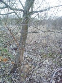 View of bare trees in forest