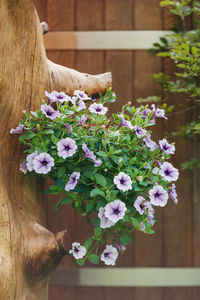 Purple flowering plants on wood