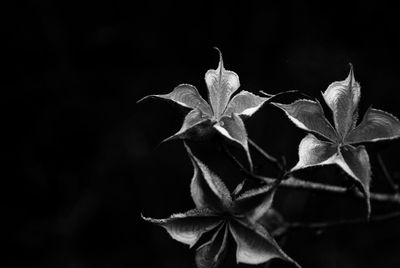 Close-up of flower plant at night