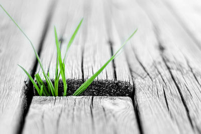 Close-up of plants on wood