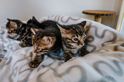 Kittens on sofa at home