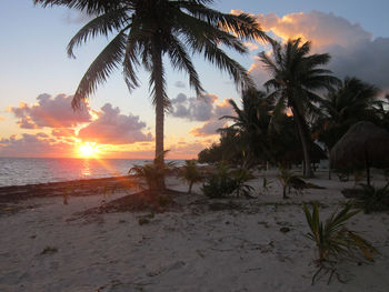 Palm trees on beach against sky during sunset