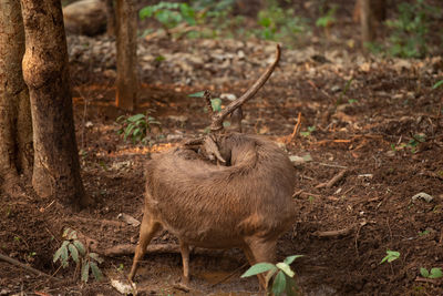 Deer in a forest