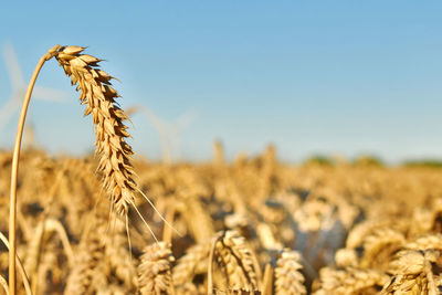 Close-up of wheat field against clear blue sky