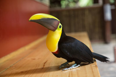 Close-up of bird perching on wood