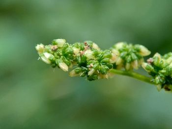 Close-up of flowering plant