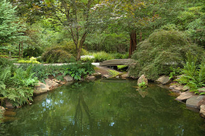 River flowing through forest