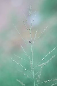 Close-up of spider web on plant