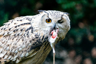 Close-up of bird