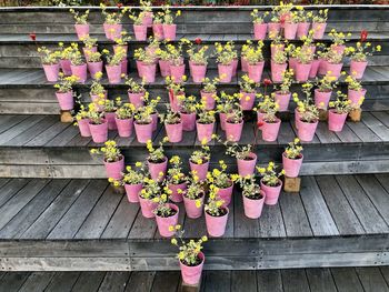 Potted plants hanging on wooden wall