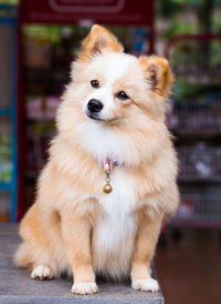 Close-up portrait of dog looking away