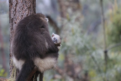 Close-up of monkey on tree