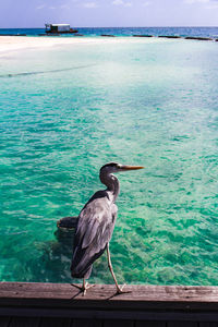 Bird perching on a sea