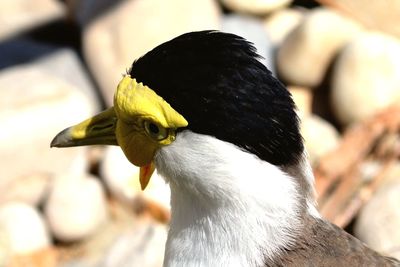 Close-up of bird