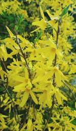 Close-up of yellow flowering plant