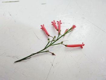 High angle view of red rose on white floor