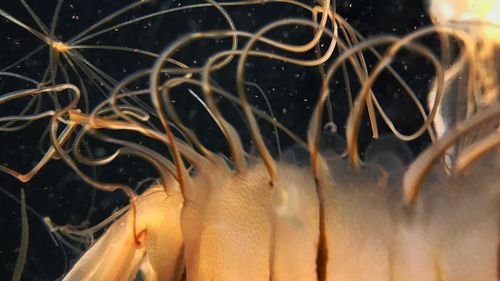 Close-up of fish swimming in aquarium